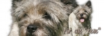 Spardose Cairn Terrier